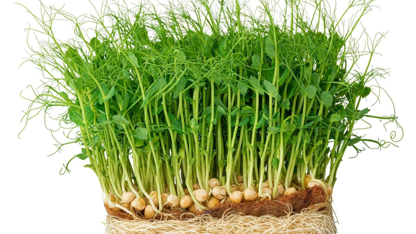 Pea Microgreens (grow)