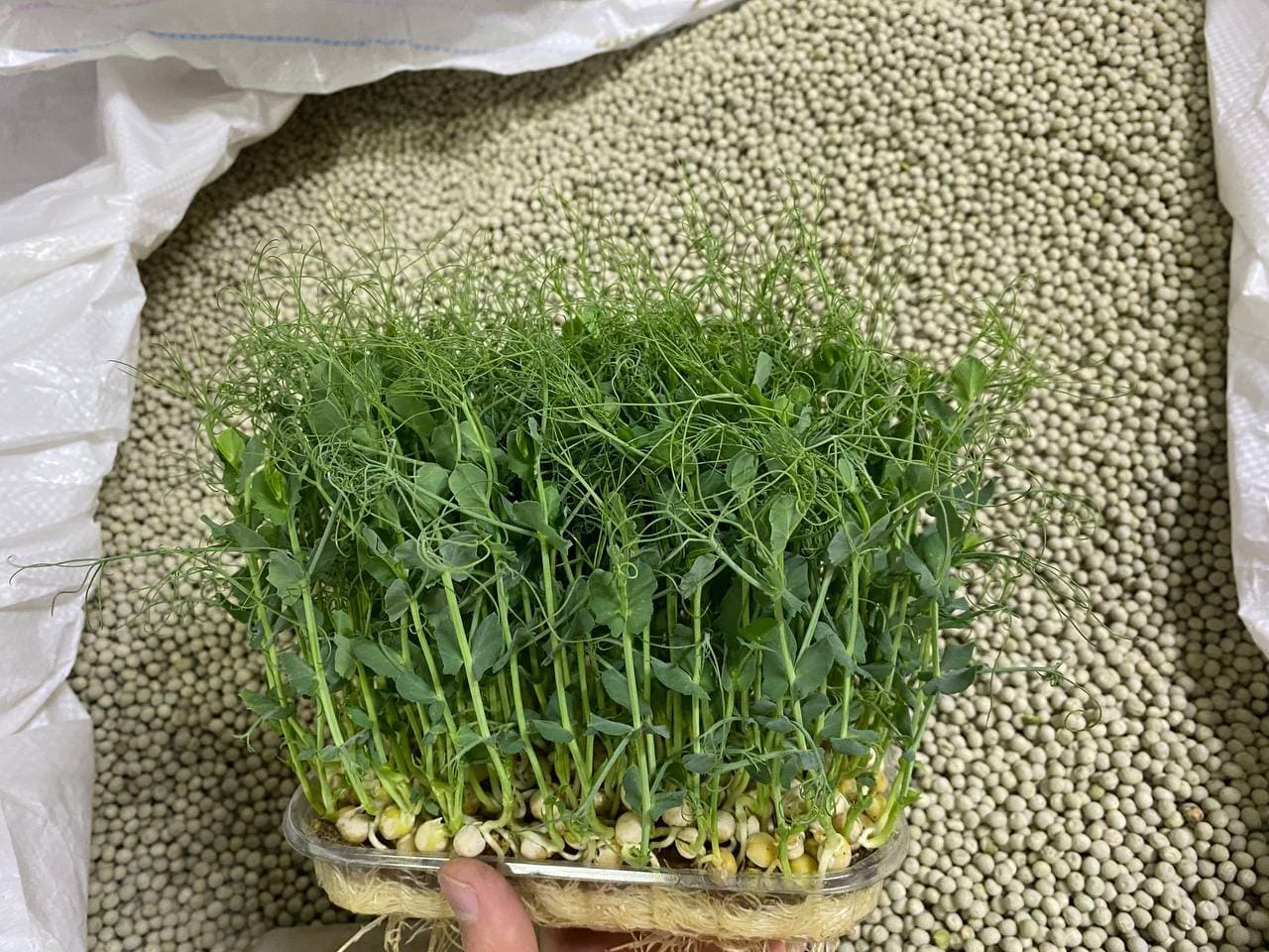 Pea Microgreens Seeds 500g