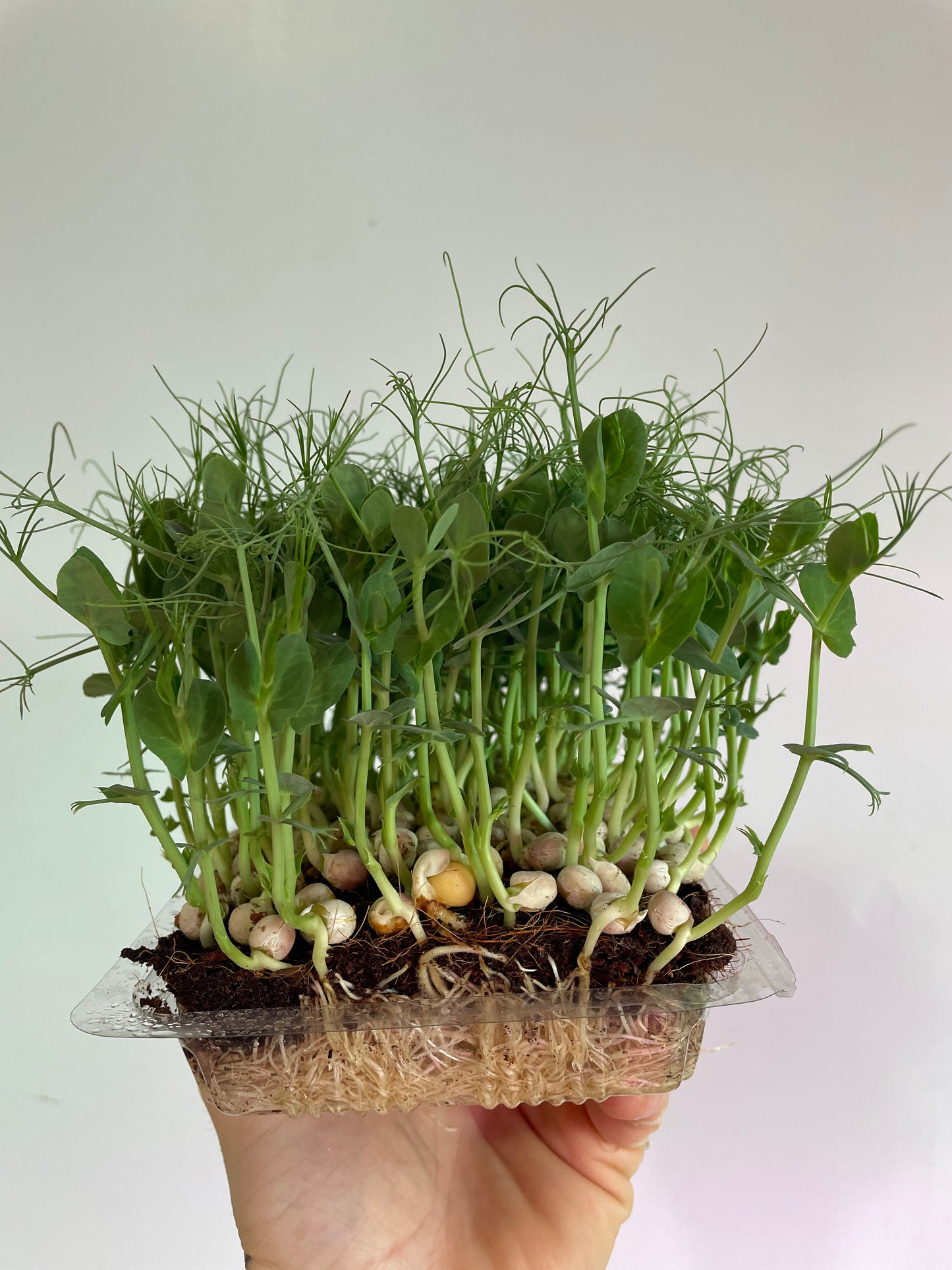 Pea Microgreens (grow)