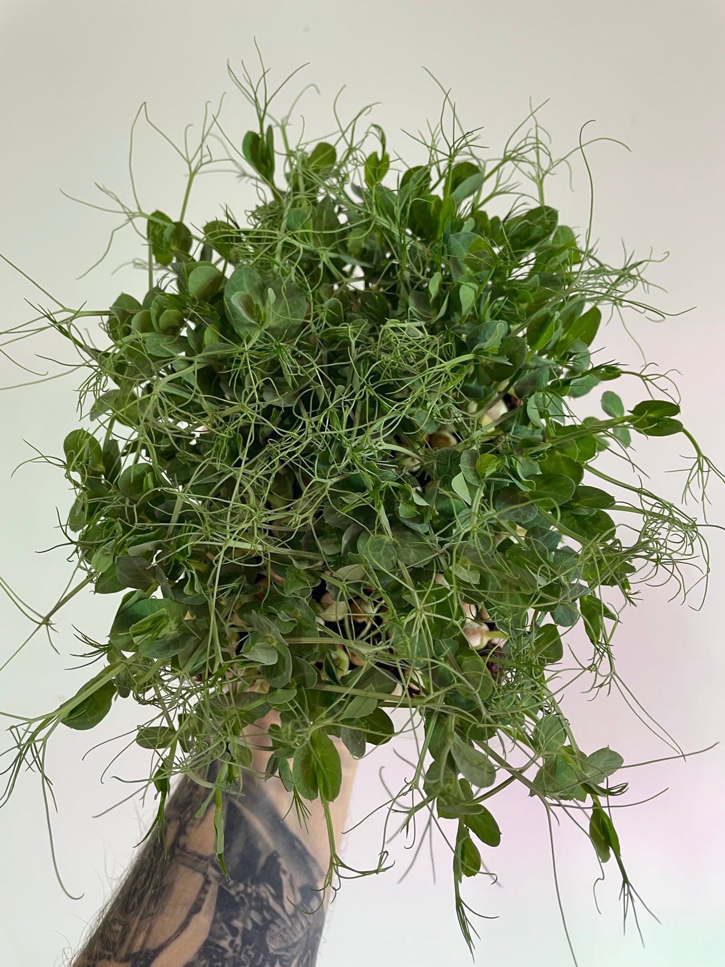 Pea Microgreens (grow)