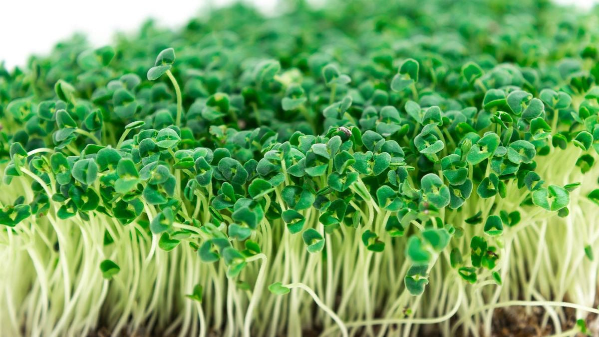 Chia Microgreens (grow)