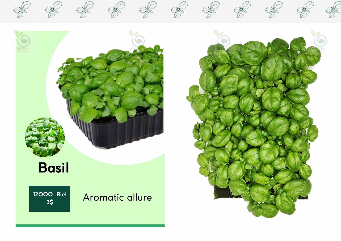 Basil Microgreens (grow)