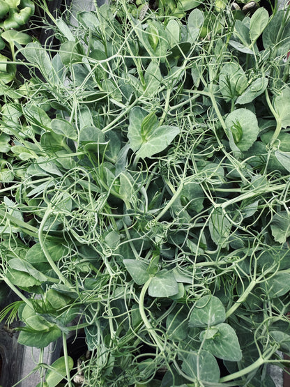 Pea Microgreens (ដុះ)