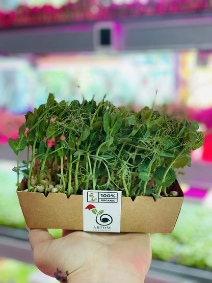 Pea Microgreens (ដុះ)