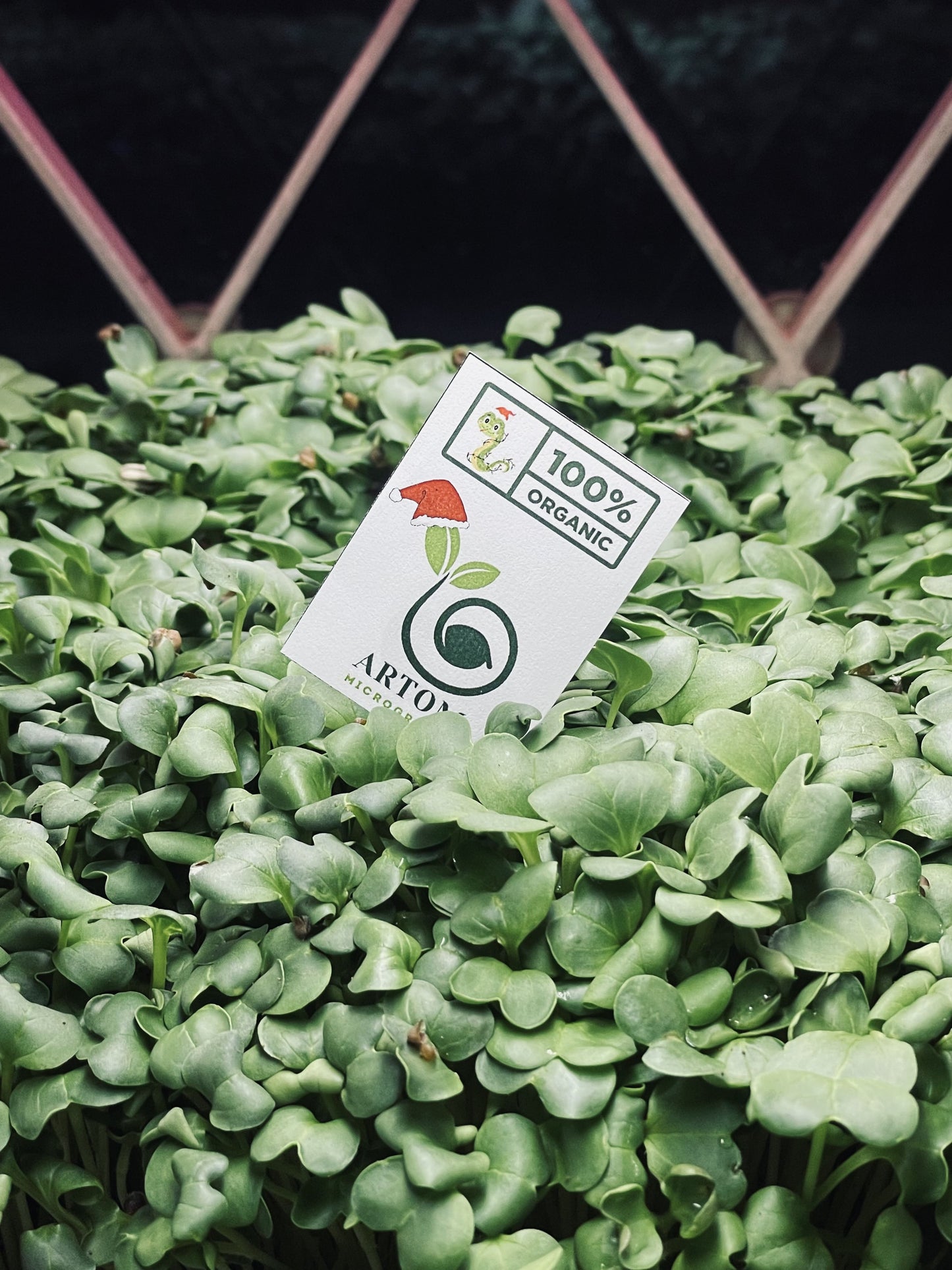 Radish Microgreens 70g