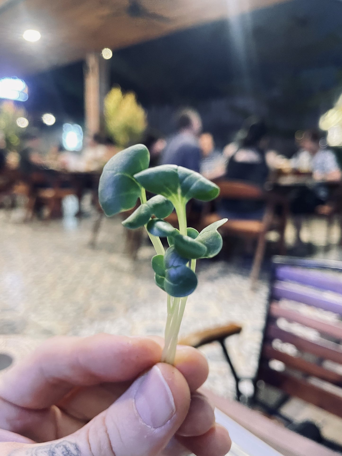 Radish Microgreens 70g