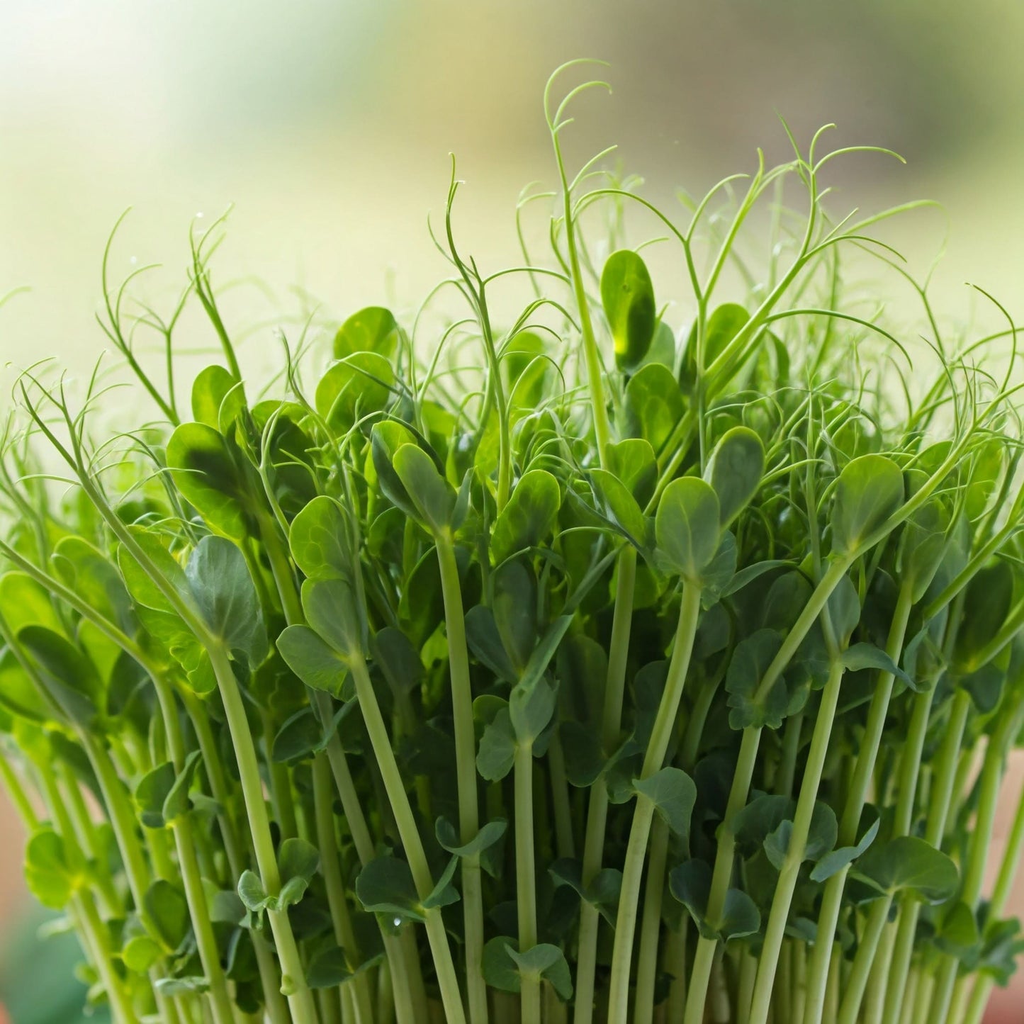 Pea Microgreens (grow)