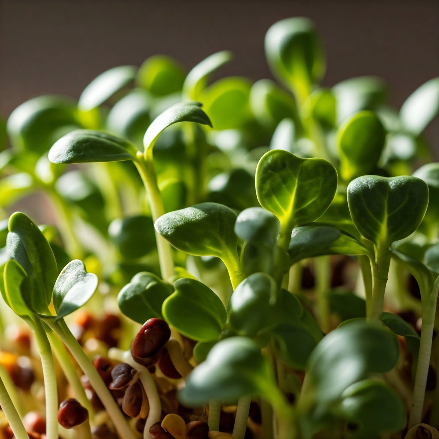 Sunflower Microgreens 70g