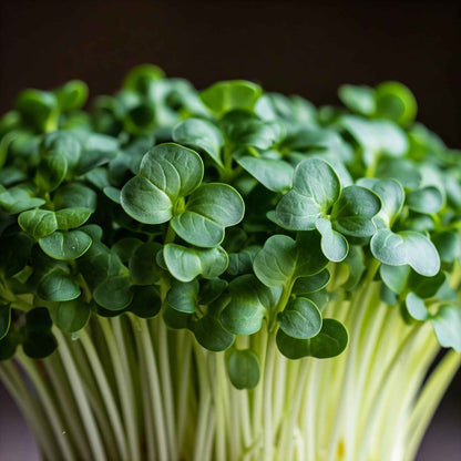 Kale Microgreens (grow)
