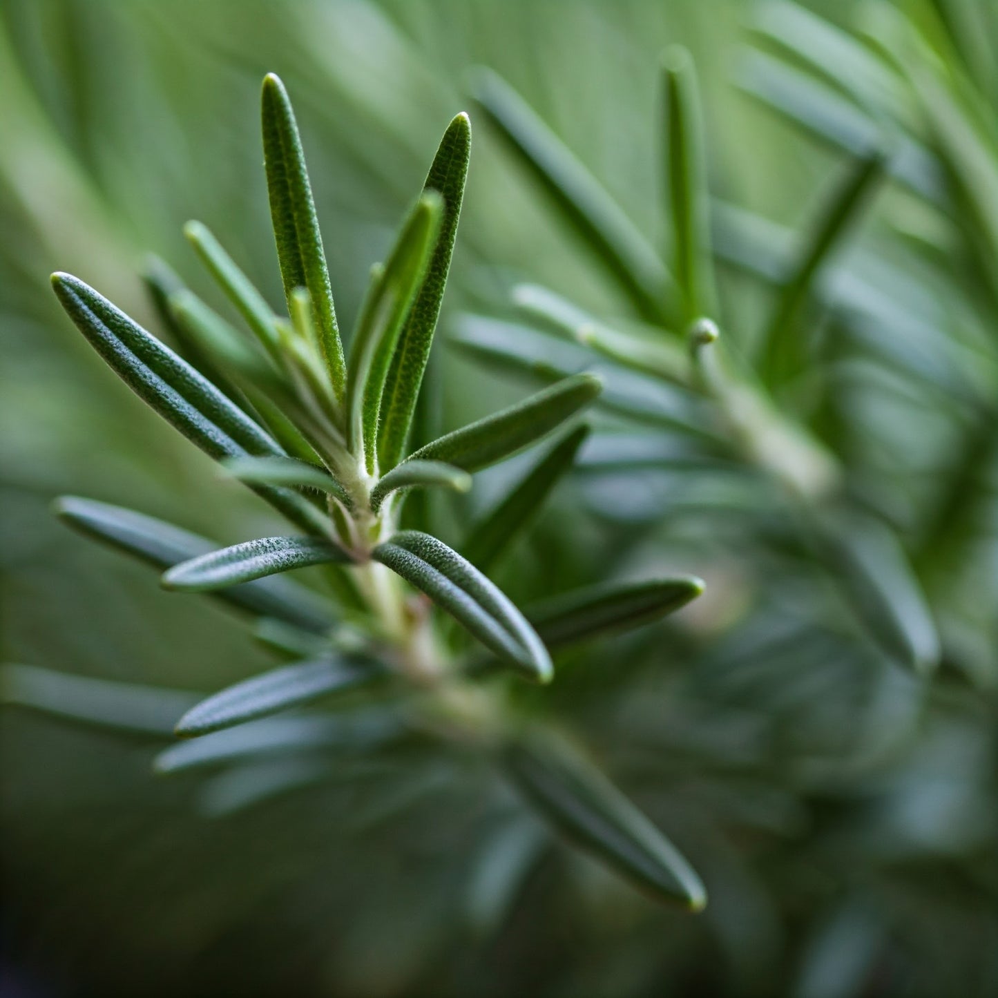 Rosemary Pot (grow)