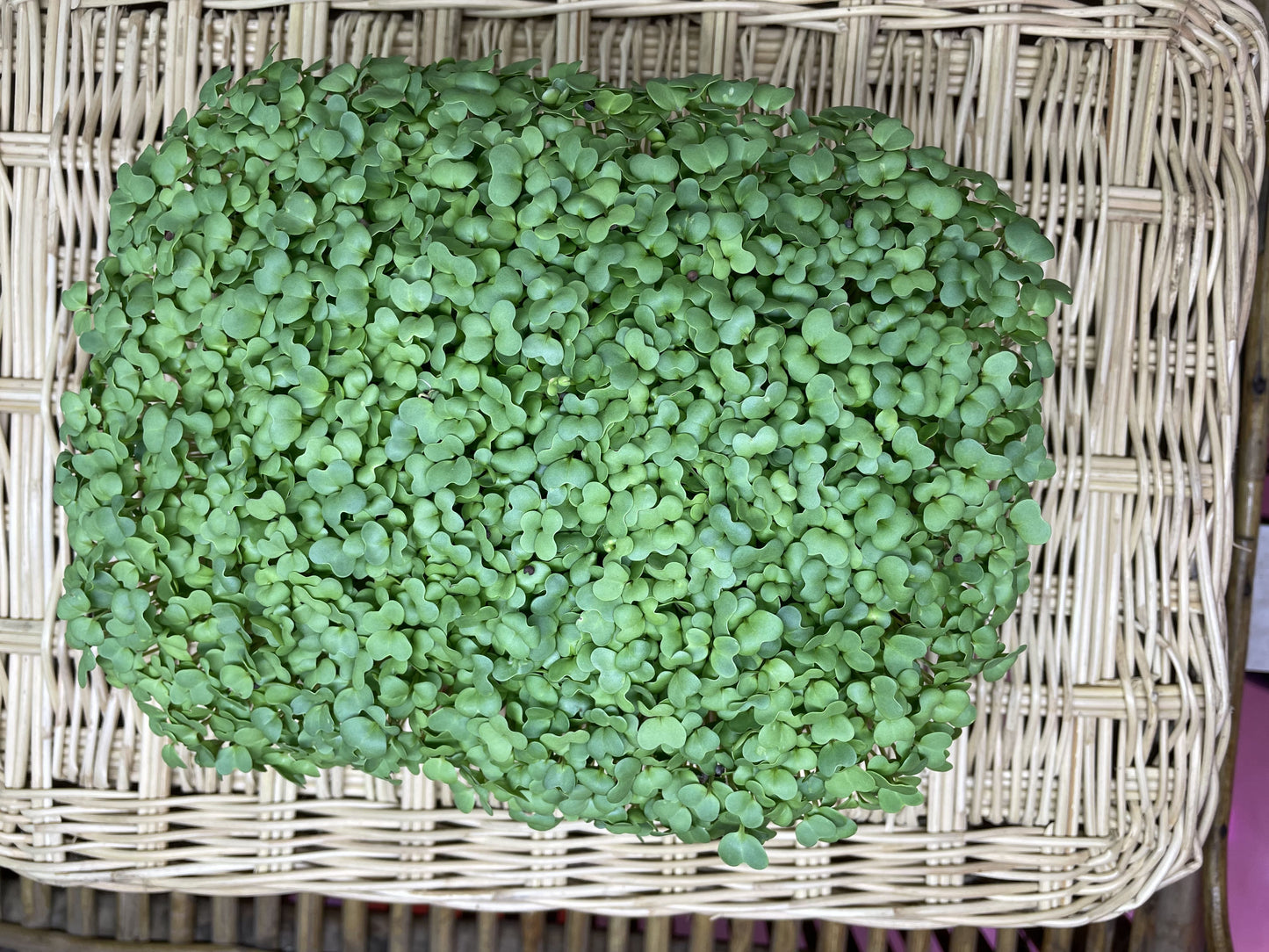Black Mustard Microgreens (grow) - ArtOm_farm™ MICROGREENS