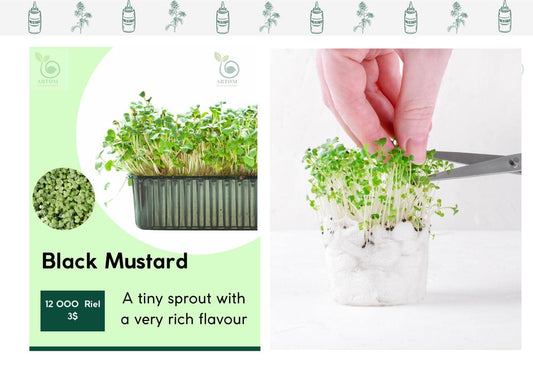 Black Mustard Microgreens (grow) - ArtOm_farm™ MICROGREENS