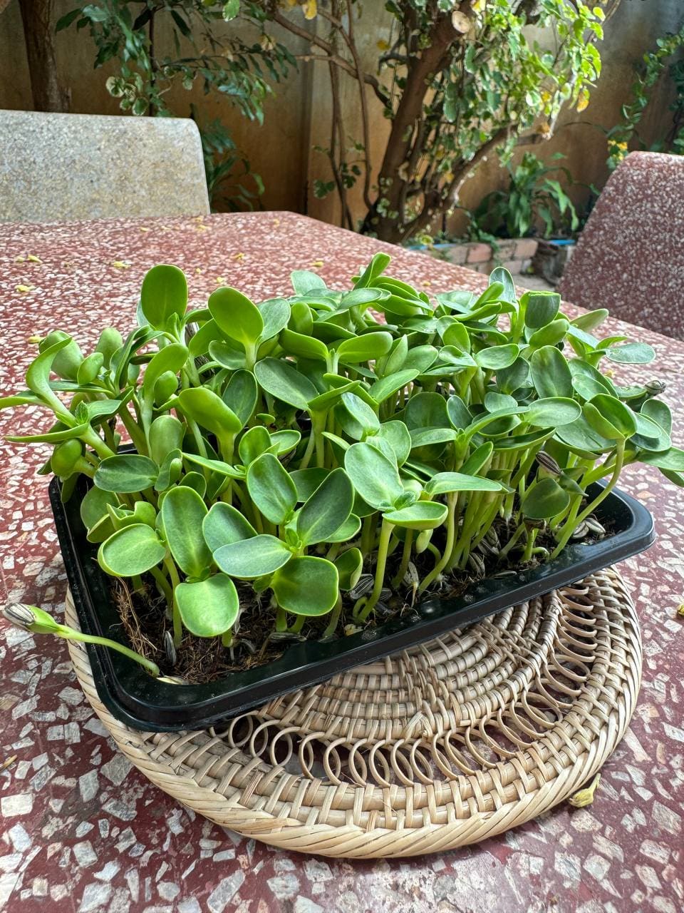 Sunflower Microgreens 70g