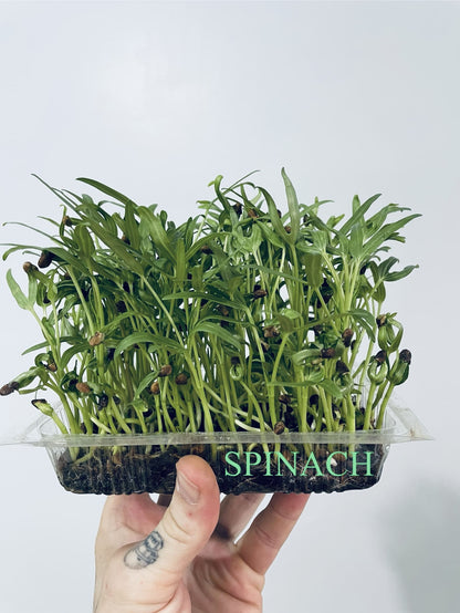 Spinach Microgreens - អាហារសម្រន់ស្រស់ និងសំបូរសារធាតុចិញ្ចឹម