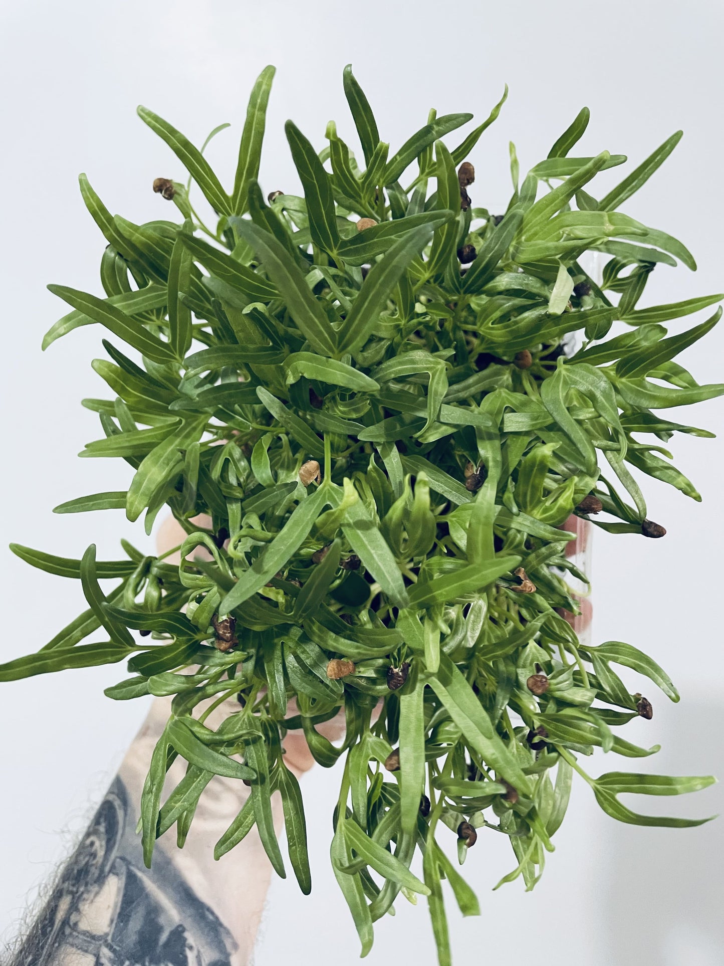 Spinach Microgreens - អាហារសម្រន់ស្រស់ និងសំបូរសារធាតុចិញ្ចឹម
