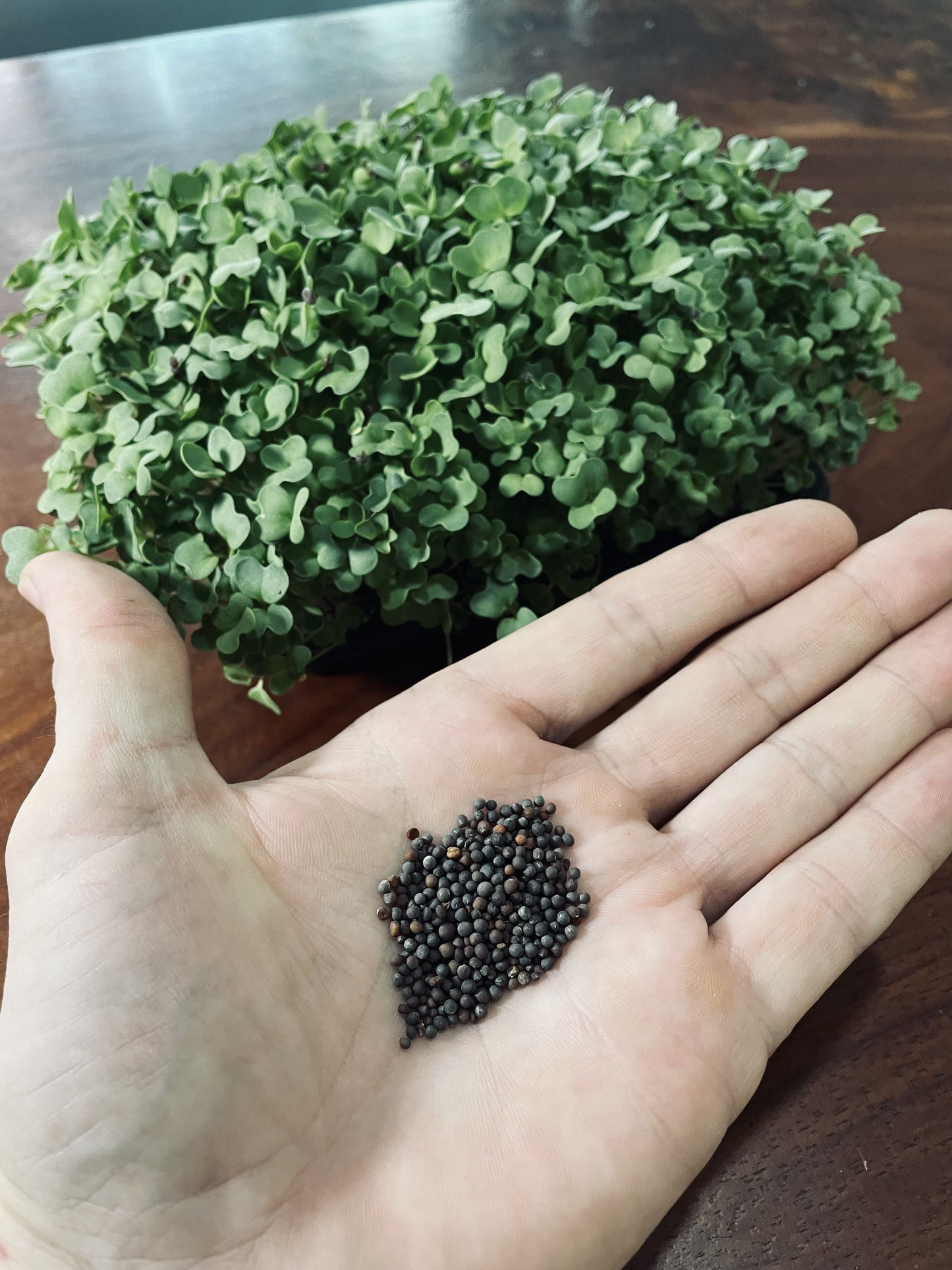 Black Mustard Microgreens Seeds 500g