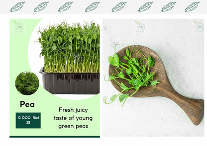 Pea Microgreens (ដុះ)