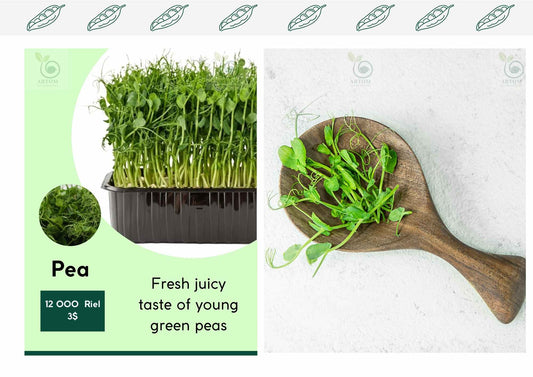 Pea Microgreens (grow)