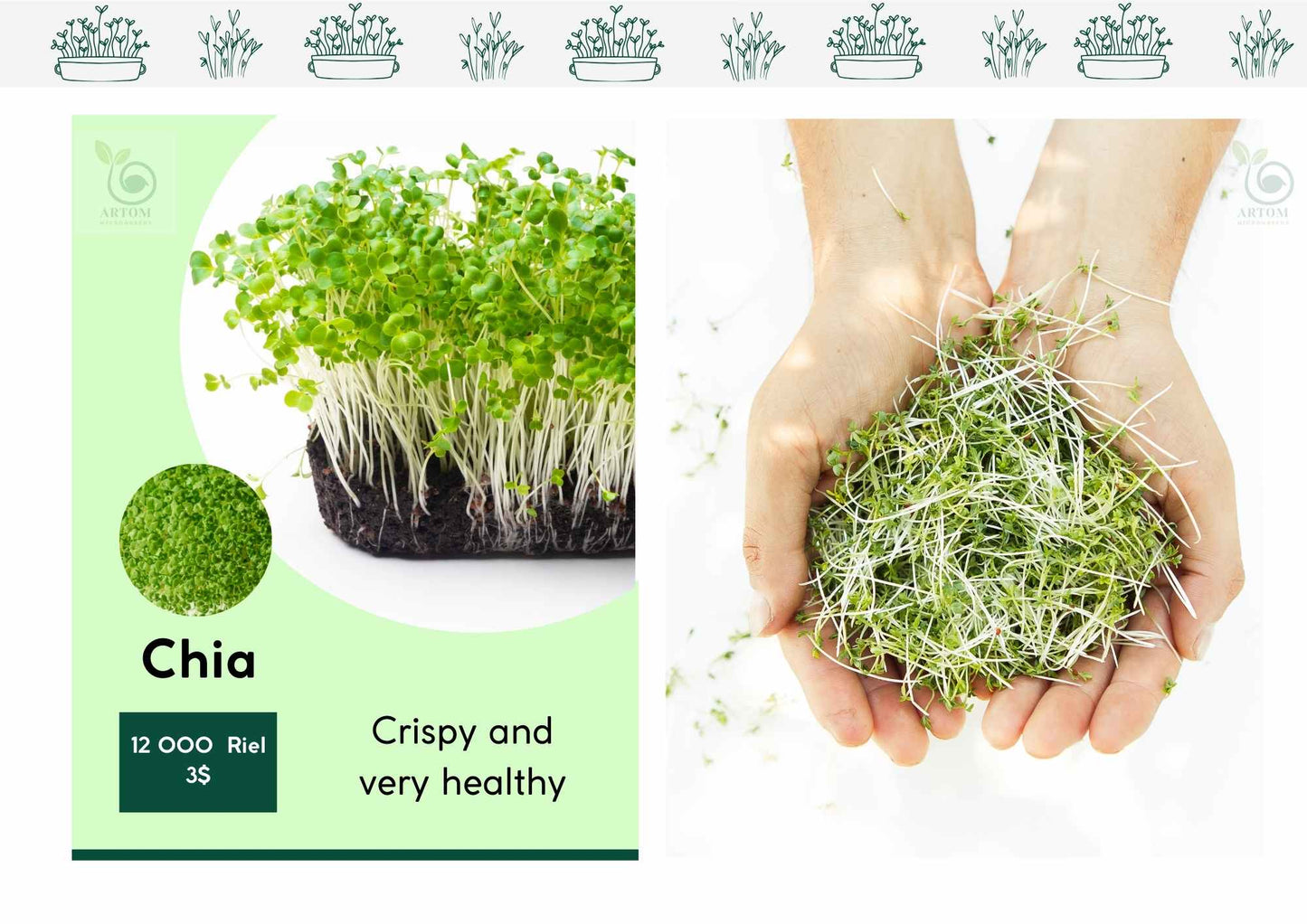 Chia Microgreens (grow)