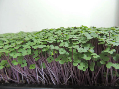 Kale Microgreens (grow)
