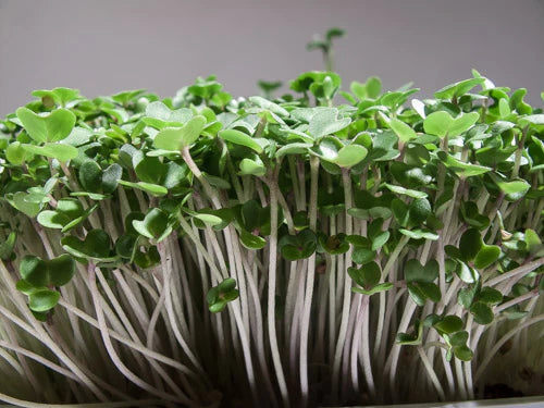 Yellow Mustard Microgreens (grow)