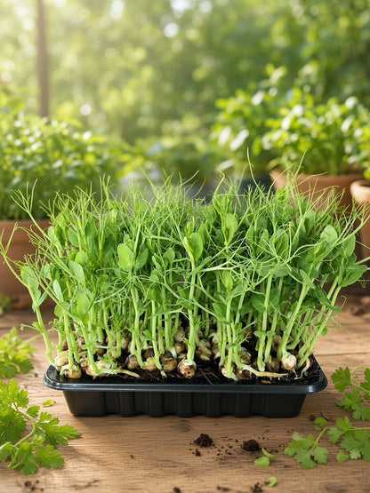 A black plastic seed starter tray filled with lush green pea sprouts, set on a rustic wooden surface with scattered soil and fresh parsley leaves, against a soft-focus garden background.