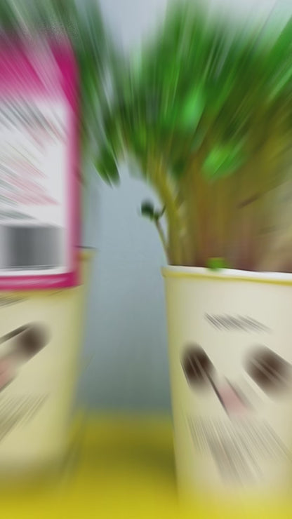 Radish Coral Microgreens លូតលាស់