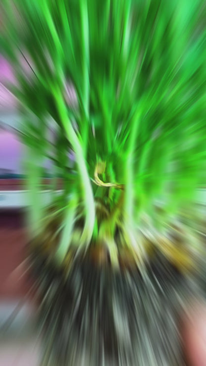 Pea Microgreens - បៃតងខ្ចប់សារធាតុចិញ្ចឹមស្រស់ៗសម្រាប់សួនផ្ទះរបស់អ្នក។