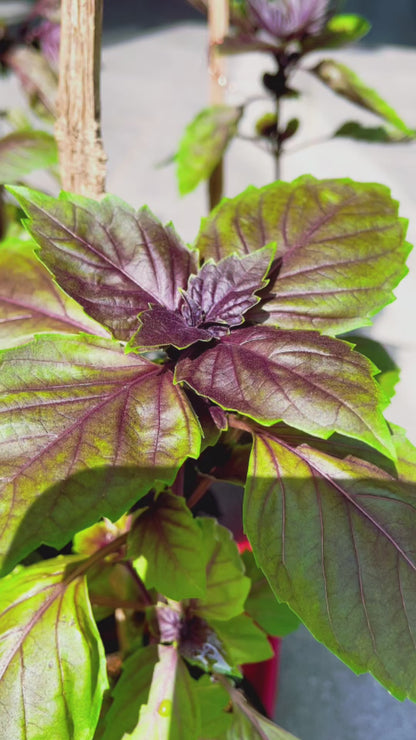 Purple Basil Grow