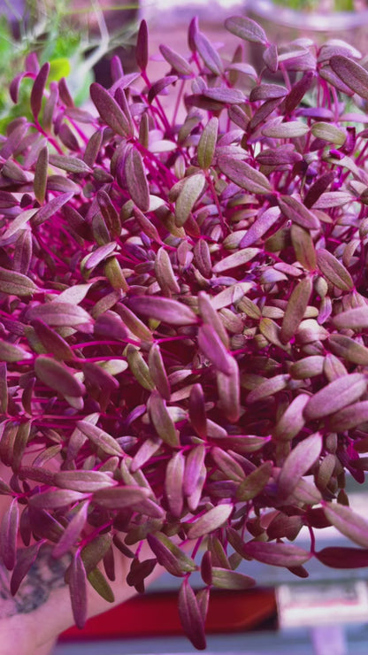 Amaranth Microgreens លូតលាស់