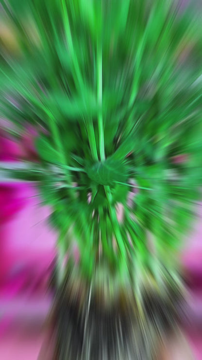 Pea Microgreens - បៃតងខ្ចប់សារធាតុចិញ្ចឹមស្រស់ៗសម្រាប់សួនផ្ទះរបស់អ្នក។