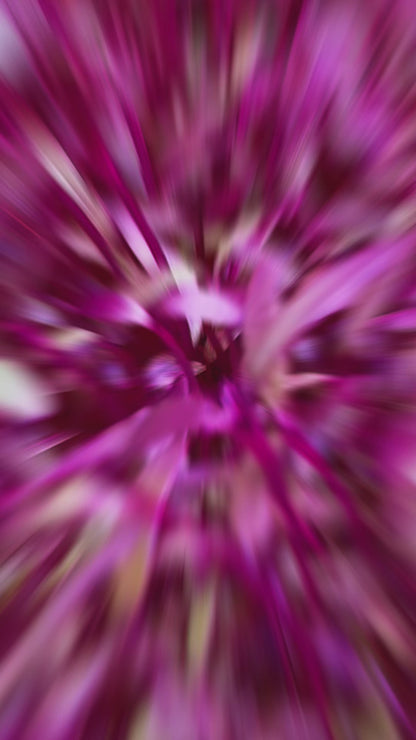 Amaranth Microgreens លូតលាស់