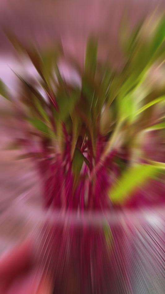 Beetroot Microgreens Grow