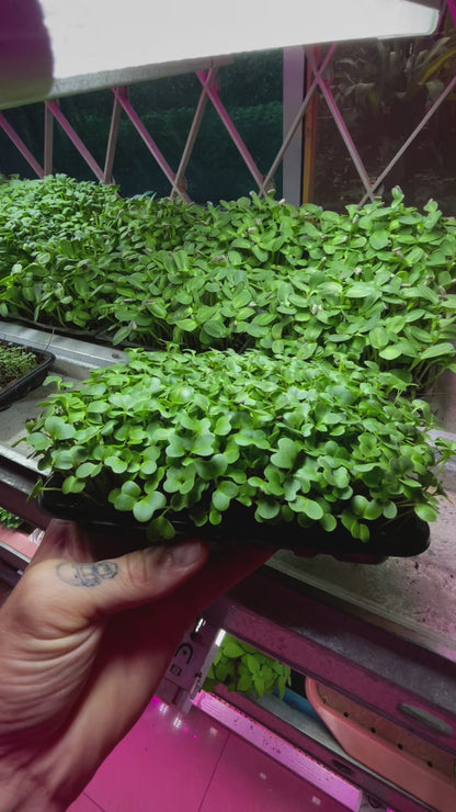 Kale Microgreens Grow Kit for Home Gardening Success
