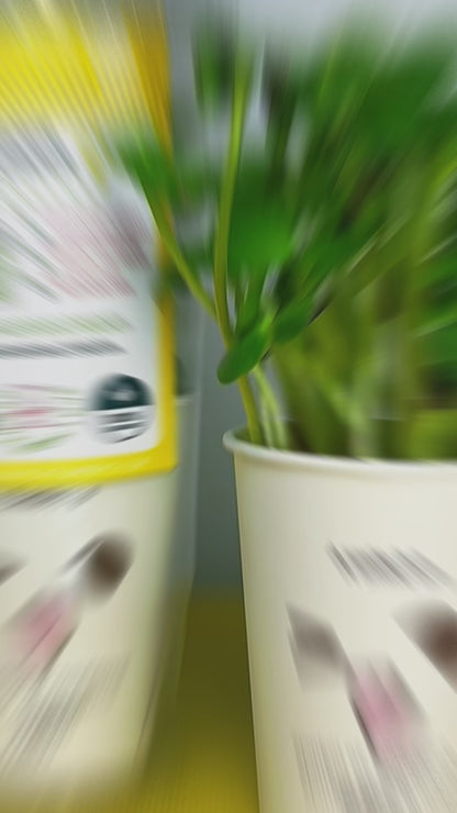 ផ្កាឈូករ័ត្ន Microgreens