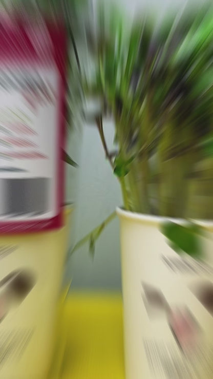 Radish Rambo Microgreens លូតលាស់