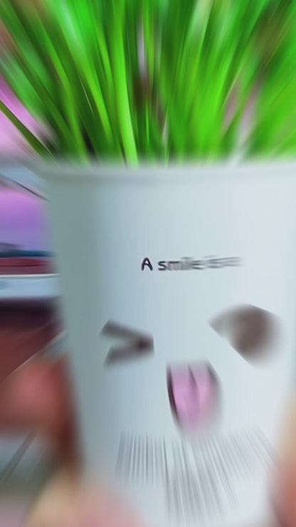 Spinach Microgreens លូតលាស់