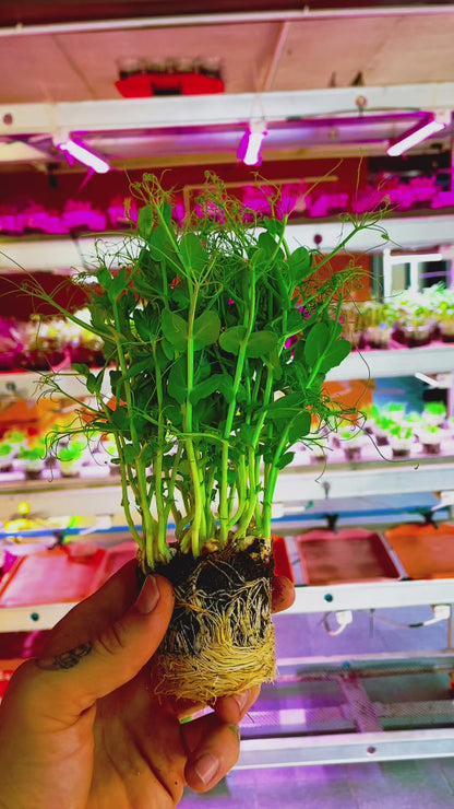 Pea Microgreens Grow