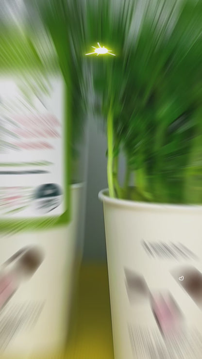 Pea Microgreens - បៃតងខ្ចប់សារធាតុចិញ្ចឹមស្រស់ៗសម្រាប់សួនផ្ទះរបស់អ្នក។