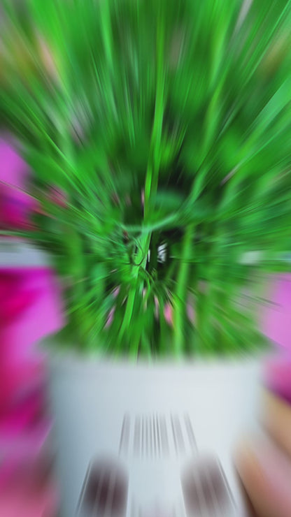 Pea Microgreens - បៃតងខ្ចប់សារធាតុចិញ្ចឹមស្រស់ៗសម្រាប់សួនផ្ទះរបស់អ្នក។