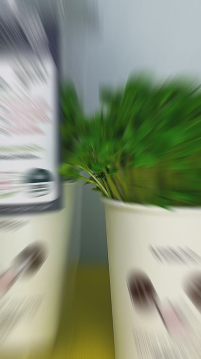 មីក្រូហ្គ្រីនខ្មៅ សម្រាប់ការដាំដុះនៅផ្ទះងាយស្រួល