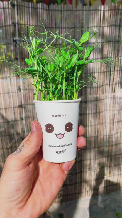 Pea Microgreens Grow