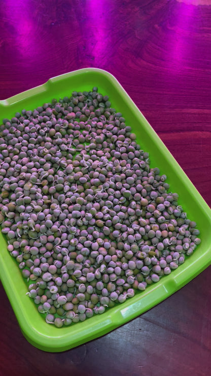 Pea Microgreens Seeds 500g