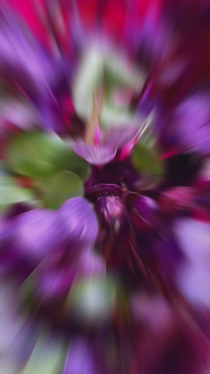 Radish Rambo Microgreens លូតលាស់